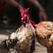 Agen Sabung Ayam Online Terbaik Di Indonesia