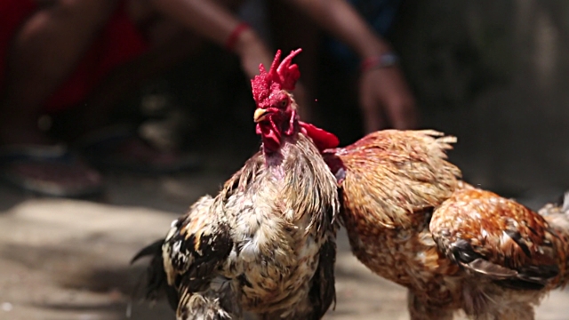 Agen Sabung Ayam Online Terbaik Di Indonesia